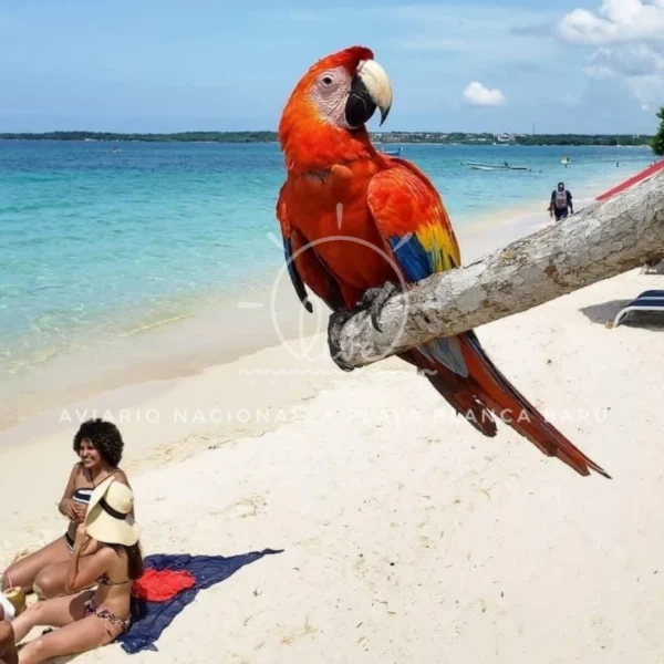 Aviario Nacional + Playa Blanca Baru - Image 3