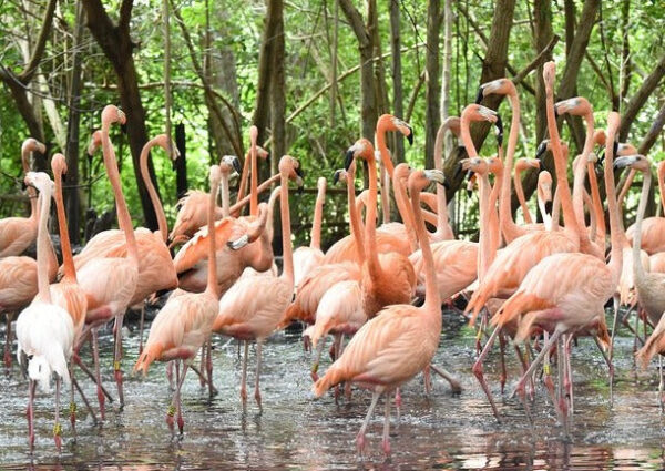 Aviario Nacional + Playa Blanca Baru - Image 2
