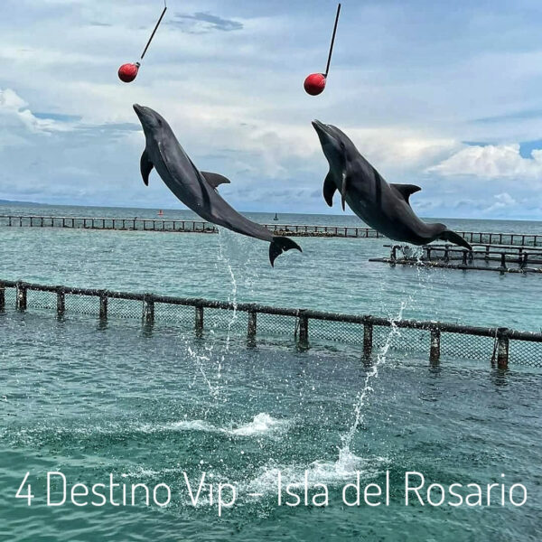 4 Islas vip - premium plancton - Image 6